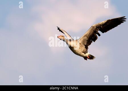 Graugänse im Frühjahr, Flug *** Légende locale *** Anser anser, bernaches de la mer, oiseaux volants, oies, bernaches de la mer, bernaches de la mer, Banque D'Images