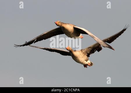 Graugänse im Frühjahr, Flug *** Légende locale *** Anser anser, bernaches de la mer, oiseaux volants, oies, bernaches de la mer, bernaches de la mer, Banque D'Images