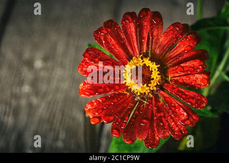 Magnifique gros plan Pink Zinnia. Macro avec gouttes de rosée sur les pétales Banque D'Images