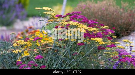 Plante vivace rouge Achillea glaberrima utilisée dans la conception de paysage Banque D'Images