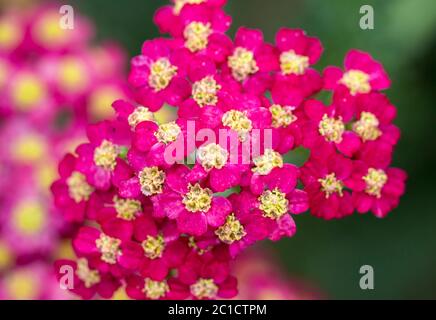 Plante vivace rouge Achillea glaberrima utilisée dans la conception de paysage Banque D'Images