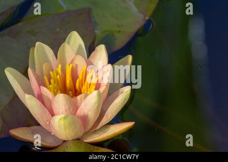 Nelumbo nucifera, également connu sous le nom de Lotus indien, lotus sacré, haricot de l'Inde Banque D'Images