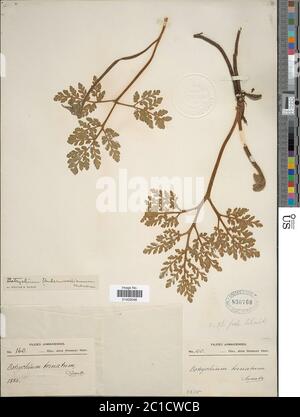 Botrychium underwoodianum Maxon Botrychium underwoodianum Maxon. Banque D'Images