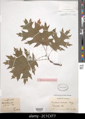Quercus coccinea Mnchh Quercus coccinea Mnchh. Banque D'Images