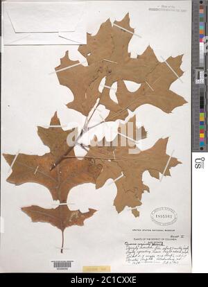 Quercus coccinea Mnchh Quercus coccinea Mnchh. Banque D'Images