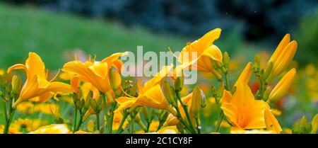 Fond en gros plan jaune de nénuphar ou Hemerocallis Banque D'Images