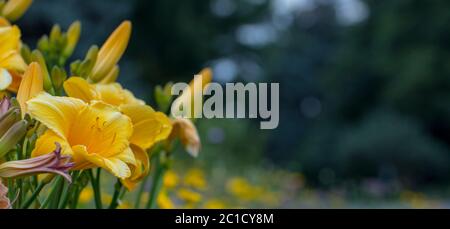 Fond en gros plan jaune de nénuphar ou Hemerocallis Banque D'Images