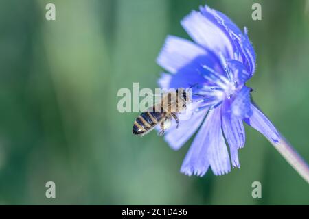 Abeille jaune et noire pollinisant une fleur sauvage bleue, Chichorium gros plan Banque D'Images