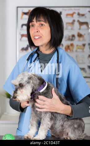 L'exécution d'une inspection vétérinaire dentaire à un mini schnauzer dans les essais cliniques Banque D'Images