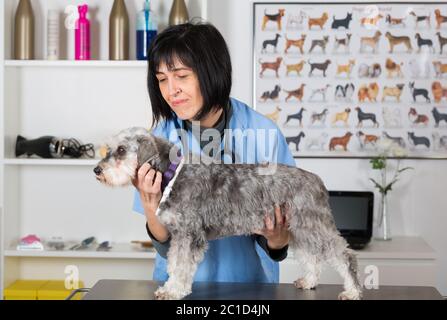 L'exécution d'une inspection vétérinaire dentaire à un mini schnauzer dans les essais cliniques Banque D'Images