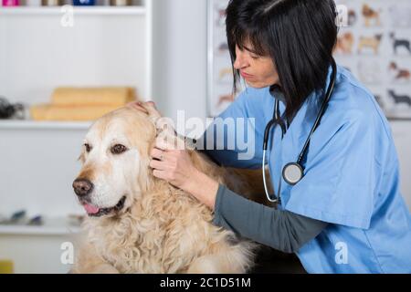 L'exécution d'une inspection vétérinaire dentaire pour un Golden Retriever en milieu clinique Banque D'Images