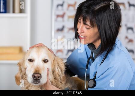 L'exécution d'une inspection vétérinaire dentaire pour un Golden Retriever en milieu clinique Banque D'Images