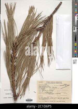 Pinus serotina Michx x P rigida Mill Pinus serotina Michx P rigida Mill. Banque D'Images