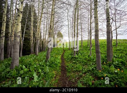 Petit touriste avec sac à dos vert est en marche dans la vallée de la forêt de montagne au printemps au Kazakhstan Banque D'Images