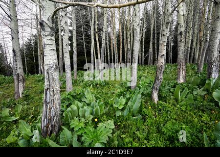 Petit touriste avec sac à dos vert est en marche dans la forêt de montagne au printemps au Kazakhstan Banque D'Images