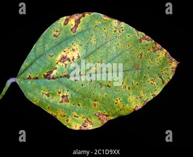 Lésions de la maladie bactérienne de la brûlure (Pseudomonas sasstanoi pv glycinea) sur la feuille de soja, Floride, États-Unis, mai Banque D'Images