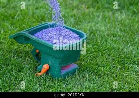 Fertilisation manuelle de la pelouse dans la cour arrière au printemps. Gros plan Banque D'Images