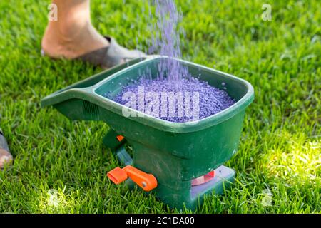 Fertilisation manuelle de la pelouse dans la cour arrière au printemps. Gros plan Banque D'Images
