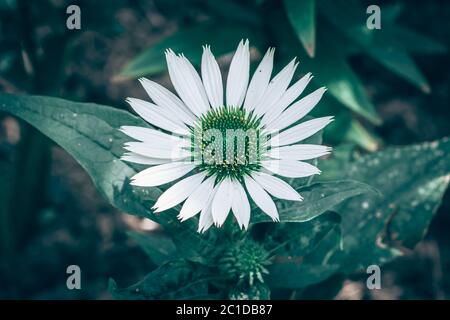 beauté dans la nature - blanc médical échinacée fleur et feuilles vertes Banque D'Images