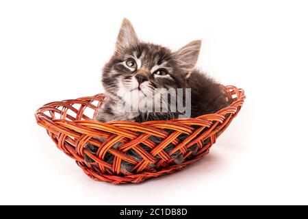 Adorable petit chaton dans panier en osier sur fond blanc Banque D'Images