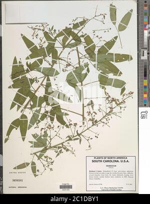 Desmodium sp Desmodium sp. Banque D'Images