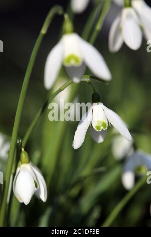 Perce-neige Galanthus nivalis Banque D'Images