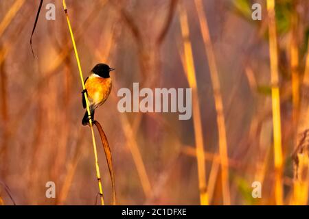 Flycatcher bleu à gorge bleue (Cyornis rubeculoides) dans le parc national Jim Corbett, en Inde Banque D'Images