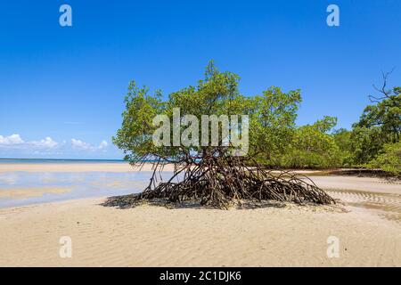 Les écosystèmes de mangrove poussent près du littoral de l'île de Boipeba, au Brésil Banque D'Images