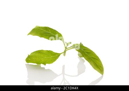 La Salvia divinorum. Banque D'Images
