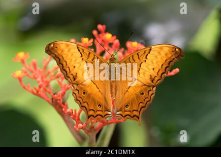 Un magnifique papillon de petit garçon (Vindula erota), reposant sur les fleurs d'une plante de ventre de Bouddha (Jatropha Podarica) dans le jardin. Banque D'Images