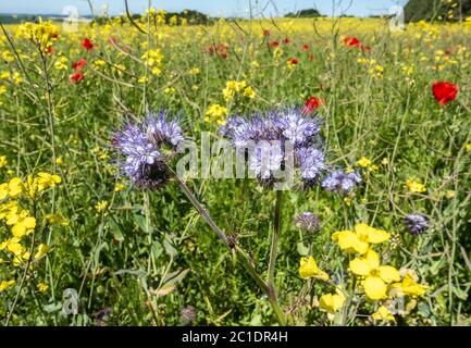 Plantes de prairie en fleurs, y compris les buttercups de prairie, les coquelicots et phacelia dans la campagne du Hampshire, au Royaume-Uni Banque D'Images