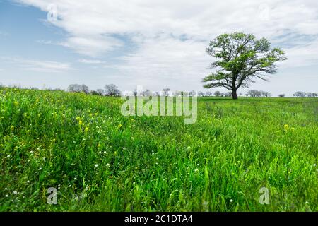 Arbre vert solitaire au milieu d'un champ de prairie sur fond bleu ciel avec des nuages blancs. Paysage de printemps Banque D'Images