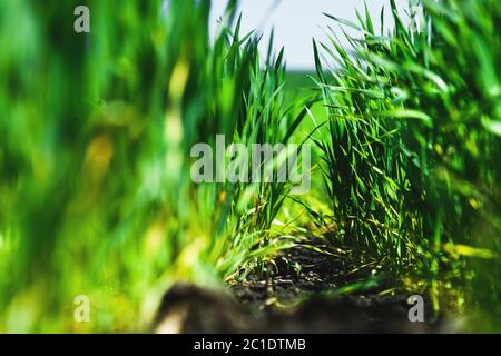 Gros plan de jeunes blé vert sur le terrain. Angle inférieur des coordonnées. Ciel et nuages bleus de sol noir fertile Banque D'Images