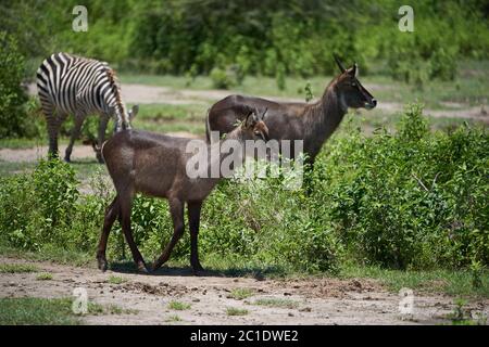 waterbuck Kobus ellipsiprymnus antilope immature Kenya Afrique Banque D'Images