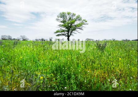 Arbre vert solitaire au milieu d'un champ de prairie sur fond bleu ciel avec des nuages blancs. Paysage de printemps Banque D'Images