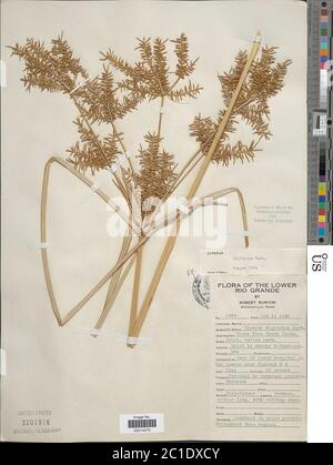 Cyperus digitatus Roxb Cyperus digitatus Roxb. Banque D'Images