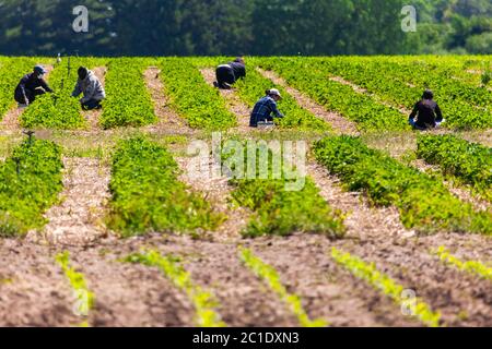 Talbotville, Canada - 15 juin 2020. Juin dans le sud-ouest de l'Ontario signifie le début de la saison des fraises. Les travailleurs agricoles et les clients cueillez des fraises dans un verger du sud-ouest de l'Ontario. Mark Spowart/Alay Live News Banque D'Images