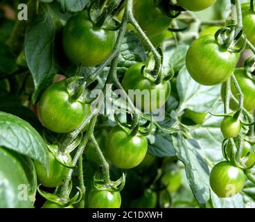 Tomates encore immatures sur la brousse Banque D'Images