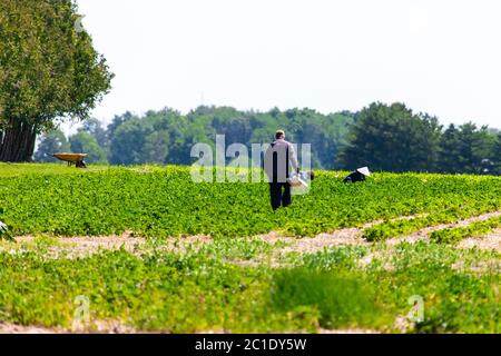 Talbotville, Canada - 15 juin 2020. Juin dans le sud-ouest de l'Ontario signifie le début de la saison des fraises. Les travailleurs agricoles et les clients cueillez des fraises dans un verger du sud-ouest de l'Ontario. Mark Spowart/Alay Live News Banque D'Images