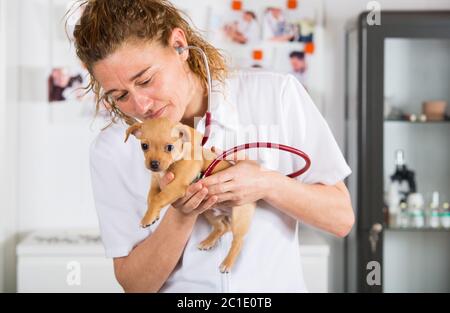 Vétérinaire à un chihuahua chiot faisant une auscultation Banque D'Images