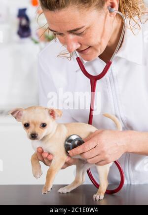 Vétérinaire à un chihuahua chiot faisant une auscultation Banque D'Images