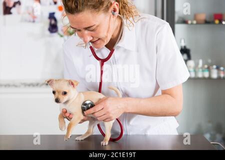 Vétérinaire à un chihuahua chiot faisant une auscultation Banque D'Images