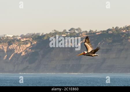 Pélican brun survolant l'océan Pacifique à la Jolla, Californie Banque D'Images