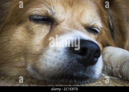 Couchage chien et prendre un peu de repos, dormir et rêver de chien Banque D'Images