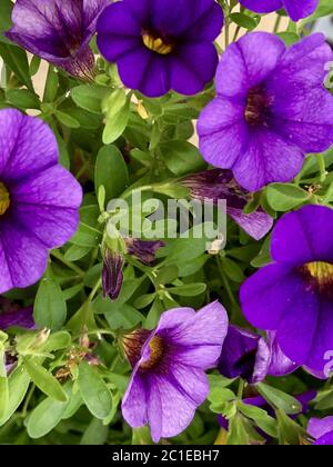 Mini fleurs pétunia violettes Banque D'Images