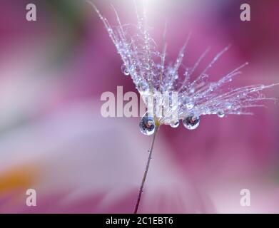 Une nature incroyablement belle. Photographie d'art. Motif fleuri fantaisie. Macro abstraite, gros plan, gouttes d'eau.arrière-plan coloré. Bannière Web. Banque D'Images