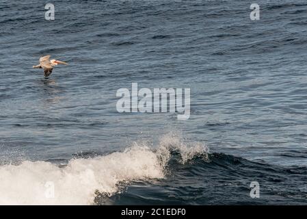 Pélican brun survolant l'océan Pacifique dans le Surf à la Jolla, Californie Banque D'Images