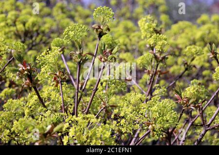 feuillage frais et fleurs au spitzahorn acer platanoides Banque D'Images