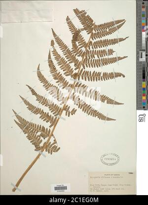 Dryopteris filixmas L Schott x D marginalis L A Gray Dryopteris filixmas L Schott x D marginalis L A Gray. Banque D'Images