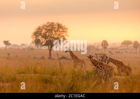 Une girafe de Rothschild ( Giraffa camelopaardalis rothschild) dans une belle lumière au lever du soleil, Murchison Falls National Park, Ouganda. Banque D'Images